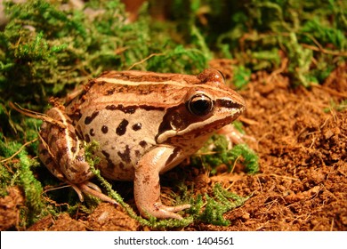 wood frog female