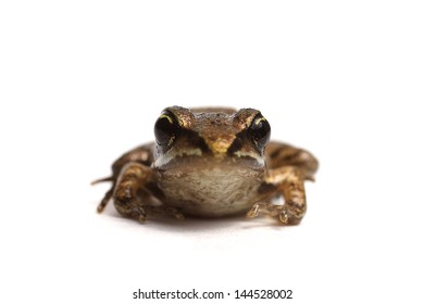 Wood Frog (Rana Sylvatica)