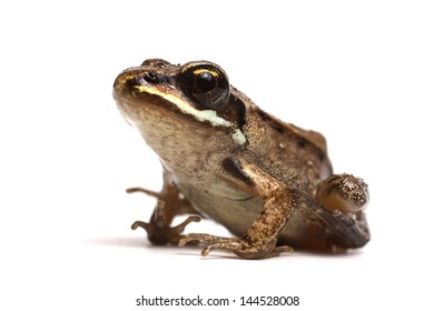 Wood Frog (Rana Sylvatica)