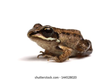 Wood Frog (Rana Sylvatica)