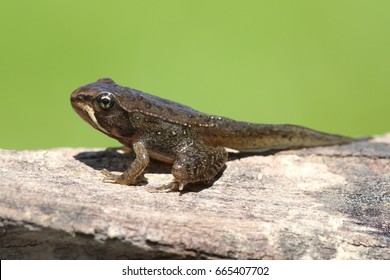 Wood Frog (Rana sylvatica) transitioning from a polliwog (tadpole) to a frog - Shutterstock ID 665407702