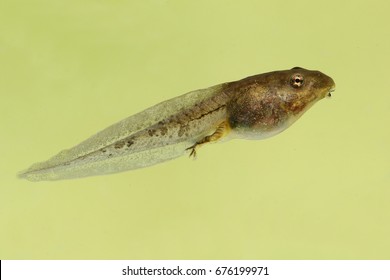 Wood Frog Tadpole (Rana sylvatica) on a green background - Shutterstock ID 676199971