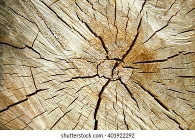 Wood, Wood Grain, Wood Texture, Wood Background
