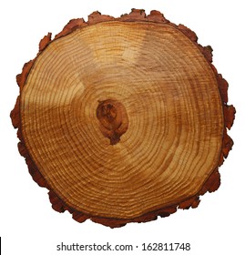 Wood Grain Tree Cross Section Isolated On White Background.