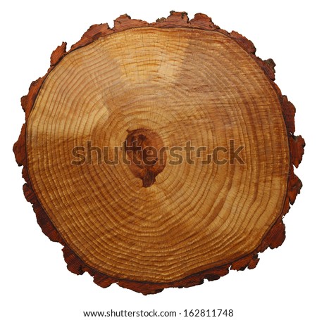 Wood Grain Tree Cross Section Isolated On White Background.