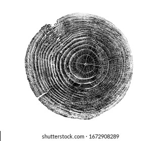 Wood Growth Rings Stamp On A White Background. Black And White Felled Tree Trunk With Detailed Texture.