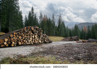 Wood harvesting. Harvesting timber in the mountains. A site for sorting sawn logs in the mountains of Austria on an autumn day against the background of a spruce forest and cumulus clouds.
