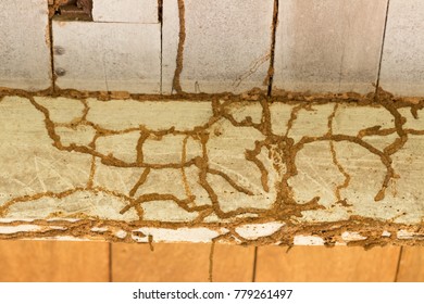 The Wood Home With Termites Damage