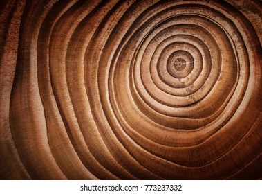 Wood larch texture of cut tree trunk, close-up.