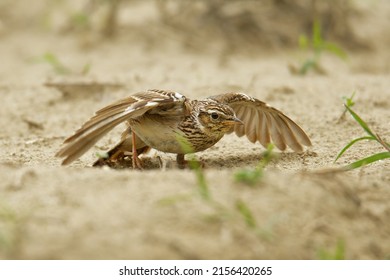 Wood Lark - Lullula arborea brown crested bird on the meadow (pastureland), lark genus Lullula, found in most of Europe, the Middle East, Asia and north Africa, pretending injury near the nest.
