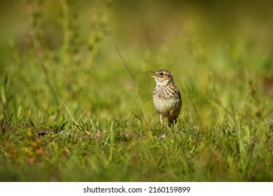 Wood Lark - Lullula arborea brown crested bird on the meadow (pastureland), lark genus Lullula, found in most of Europe, the Middle East, western Asia and the mountains of north Africa.