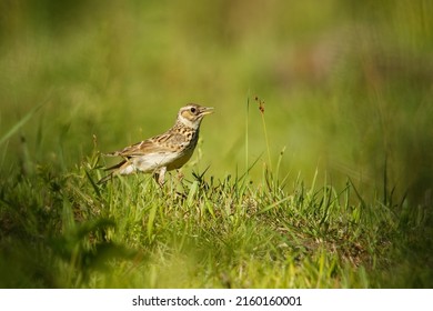 Wood Lark - Lullula arborea brown crested bird on the meadow (pastureland), lark genus Lullula, found in most of Europe, the Middle East, western Asia and the mountains of north Africa.