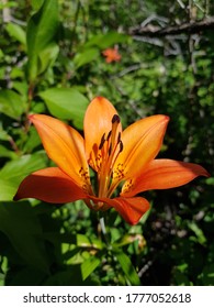 Wood Lily Bow Valley Provincial Park Alberta Canada