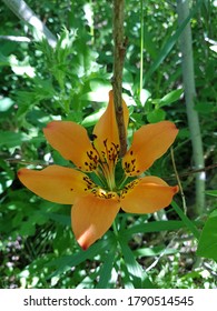 Wood Lily Bow Valley Provincial Park Alberta Canada