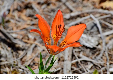 Wood Lily, 