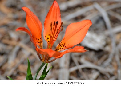 Wood Lily, 