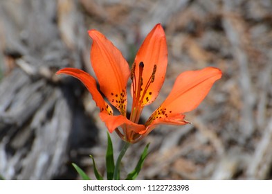 Wood Lily, 