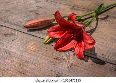 Wood Lily (Lilium Philadelphicum)