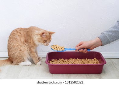 Wood Litter For Litter Boxes For Cats. Ginger Cat At The Tray.