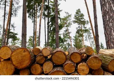 Wood Log Pile Background. Pile Of Spruce Wood.