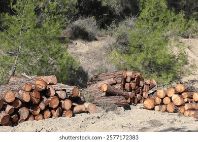 Wood log stack, timber winter stock. Firewood storage in forest background
