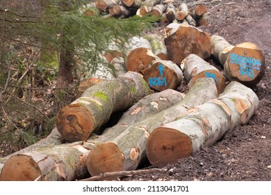 Wood Logging In Timber Forest  Sustainable Raw Materials 