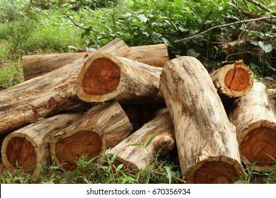 Wood Logs Of Siamese Rosewood Or Thailand Rosewood In The Forest 