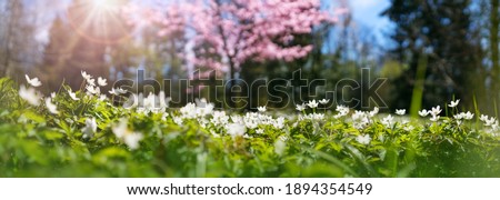 Wood with lots of white spring anemones flowers in sunny day. Forest in springtime in wild nature with fresh new foliage
