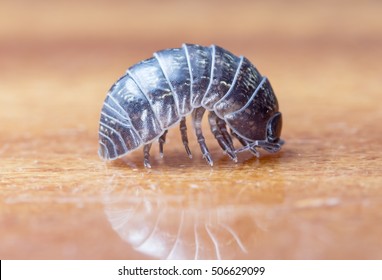 Wood Louse