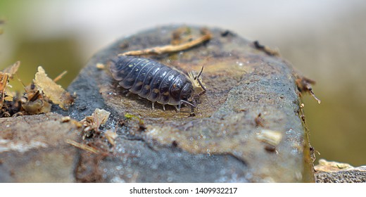 Wood Louse Found In Wales