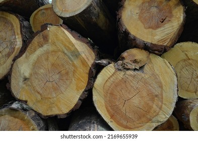 A Wood Material Logging. Round Timber Stock. Lumber-camp Of Pine. Mass Deforestation. Freshly Cut Tree Logs Piled Up. Harvesting Of Wood.