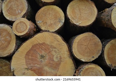 A wood material logging. Round timber stock. Lumber-camp of pine. Mass deforestation. Freshly cut tree logs piled up. Harvesting of wood. - Shutterstock ID 2169655941