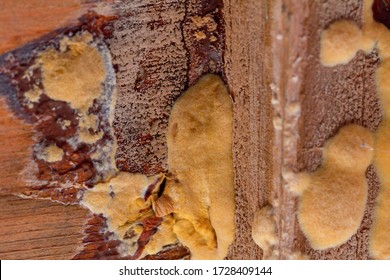 Wood Mould Growing Inside A Garden Shed