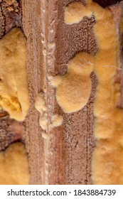 Wood Mould Growing Inside A Garden Shed