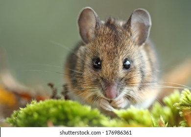 Wood Mouse (Apodemus Sylvaticus)