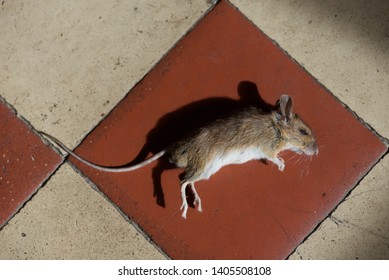 Wood Mouse (Apodemus sylvaticus): a dead individual who has fallen victim to a domestic cat 