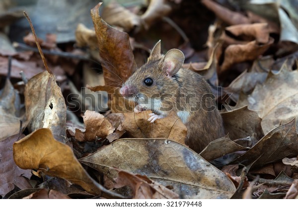 Wood Mouse in deep leaf litter on\
forest floor/Mouse/Wood Mouse (Apodemus\
Sylvaticus)
