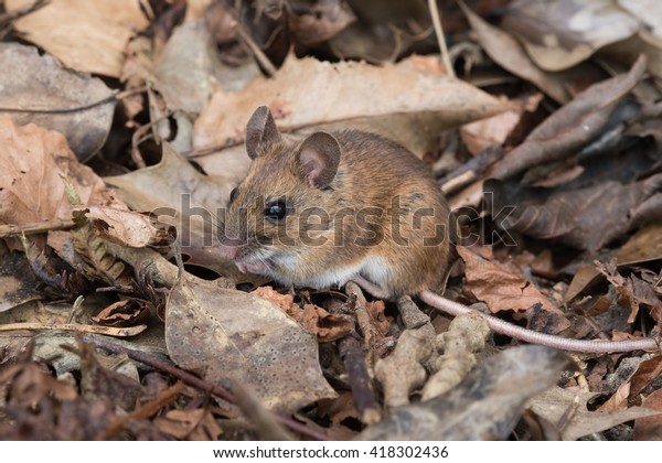 Wood Mouse in deep leaf litter on\
forest floor/Mouse/Wood Mouse (Apodemus\
Sylvaticus)