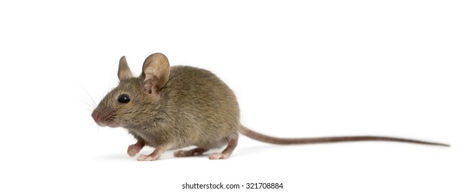 Wood mouse in front of a white background