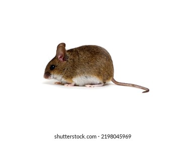 40,109 Wood Mouse Images, Stock Photos & Vectors | Shutterstock