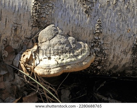 Wood mushroom chaga Tinder beveled or Inonotus beveled (Inonotus obliquus on a fallen tree in the forest