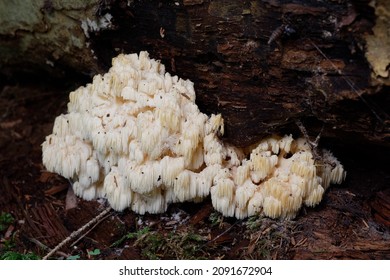 Wood mushroom - Hericium erinaceus сlose-up