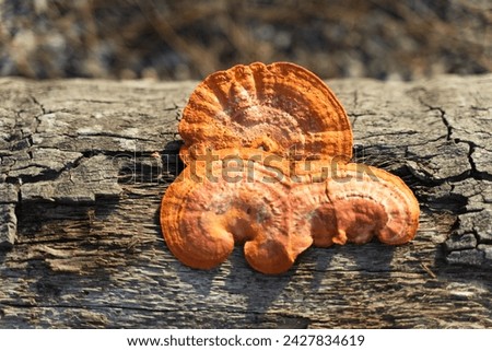 Wood mushrooms grow on dead trees, Pycnoporus sanguineus is an orange or brown rotting saprobic fungus. Mushrooms that grow throughout the tropics and subtropics, usually grow on dead hardwood