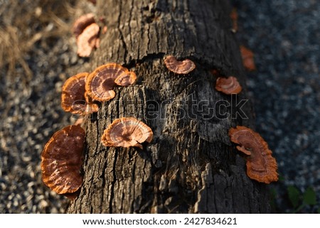 Wood mushrooms grow on dead trees, Pycnoporus sanguineus is an orange or brown rotting saprobic fungus. Mushrooms that grow throughout the tropics and subtropics, usually grow on dead hardwood