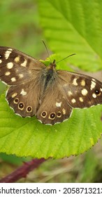 Wood Nymph Butterfly Leaf Garden Summer