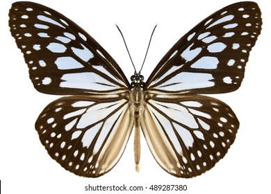 Wood Nymph or Gray Glassy Tiger butterfly from Malaysia (Ideopsis juventa sitah) isolated on white background