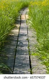 wood path