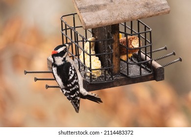 Wood Pecker On Bird Feeder Eating Suet.