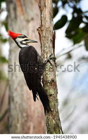 Wood pecker on a small tree in the morning