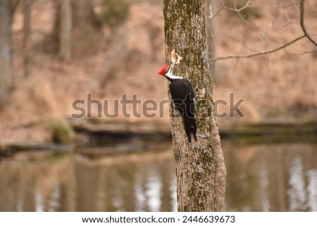 Wood pecker pecking away in winter
